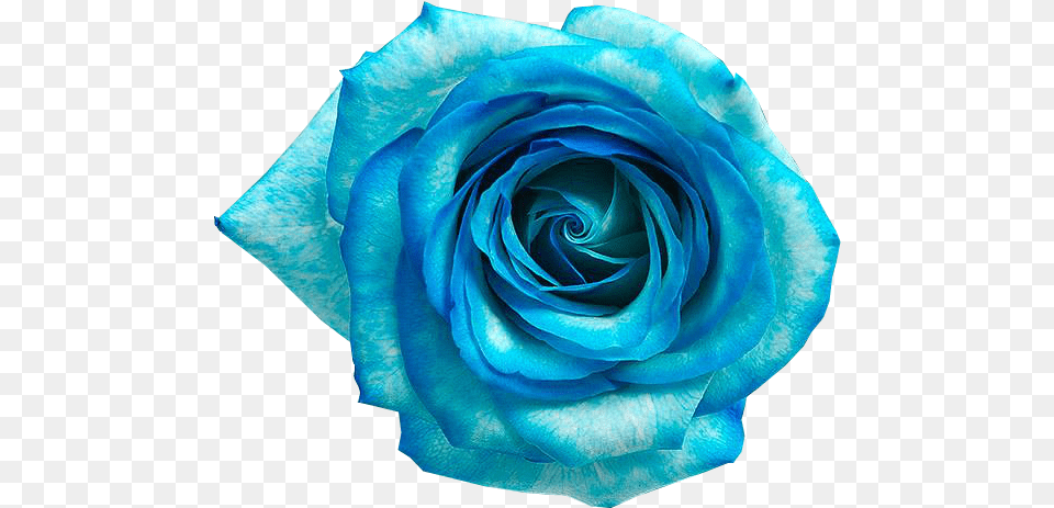 Blue Rose Flower Flores Azul Download Flores Azul, Plant, Petal Free Png