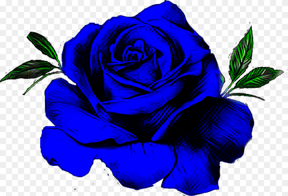 Blue Rose Flower Floribunda, Plant Png