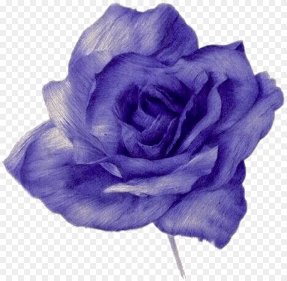 Blue Rose Flower Naruto Image Ino Yamanaka Blue Watercolor Purple Rose Tumblr Background, Plant, Petal Free Png Download