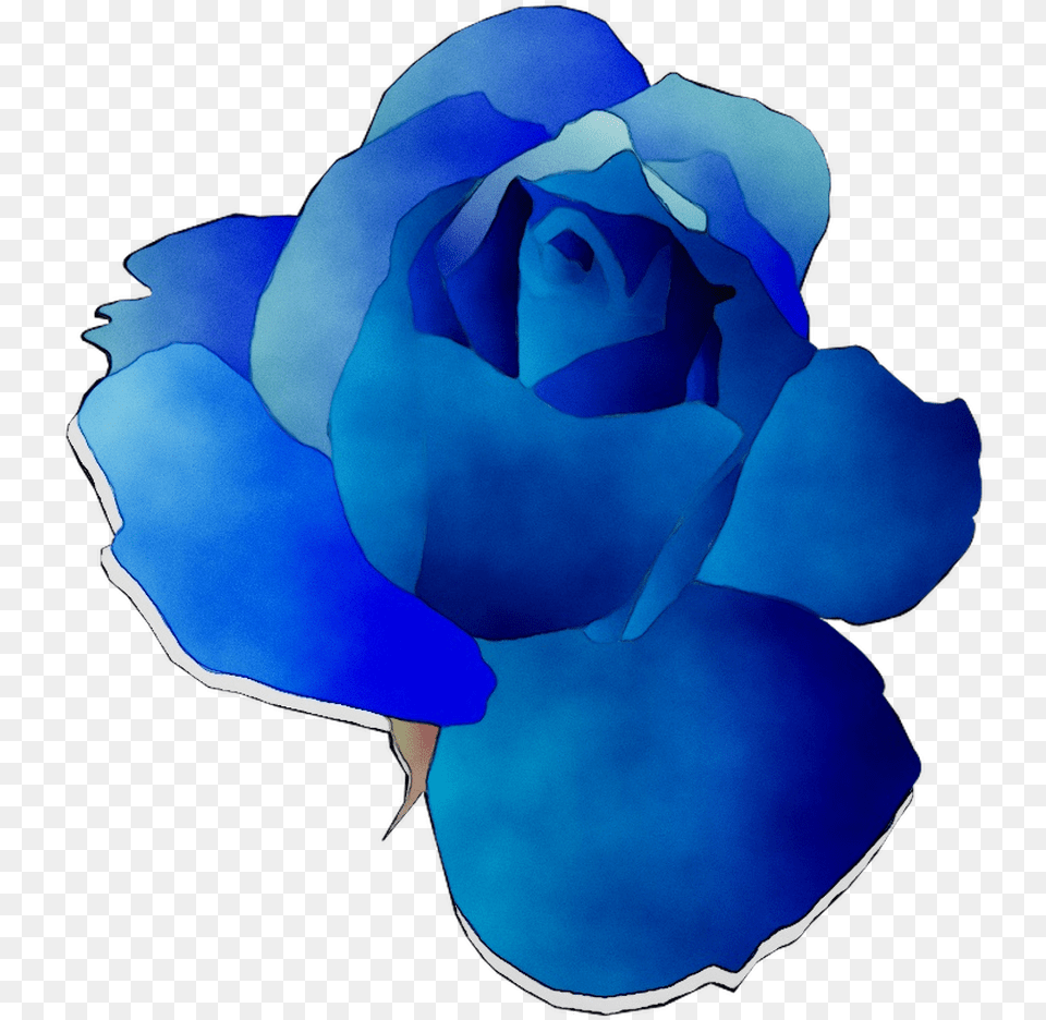 Blue Rose Garden Roses Cut Flowers 1034 Garden Roses, Flower, Petal, Plant Free Transparent Png