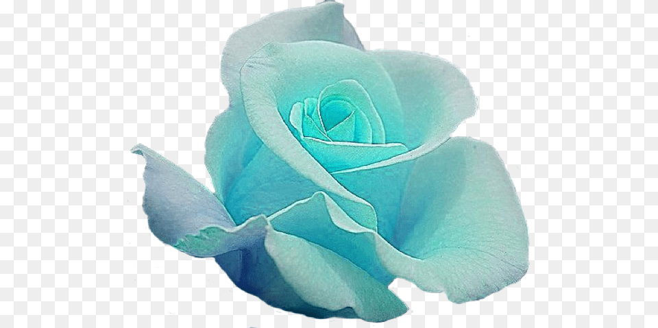 Blue Rose Garden Roses Cut Flowers Blue, Flower, Petal, Plant, Animal Png