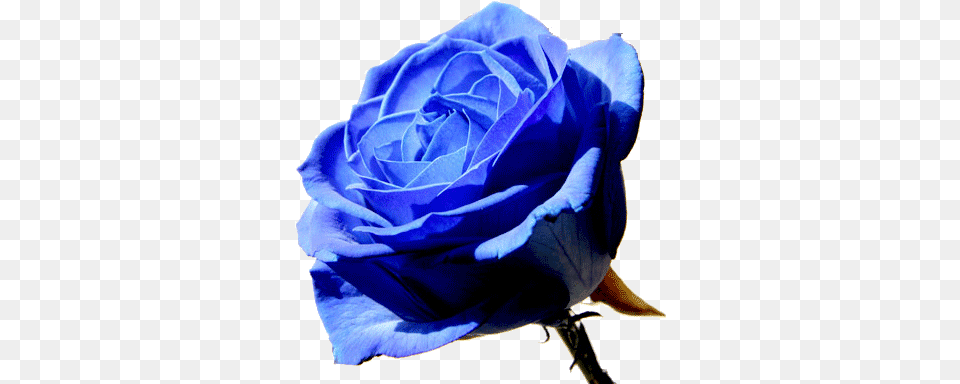 Blue Rose Image Blue Rose, Flower, Plant Free Transparent Png