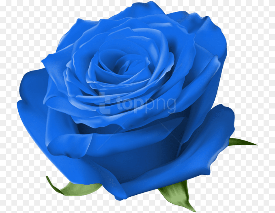 Blue Rose Image Rose, Flower, Plant Free Transparent Png