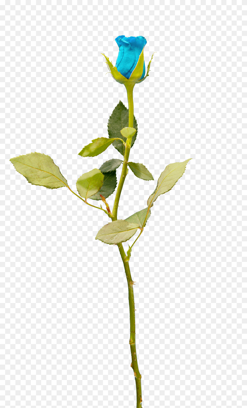 Blue Rose Overlay For U2013 Mrs Maym Creates Background Overlay Flower Plant, Acanthaceae, Bud, Sprout Free Transparent Png