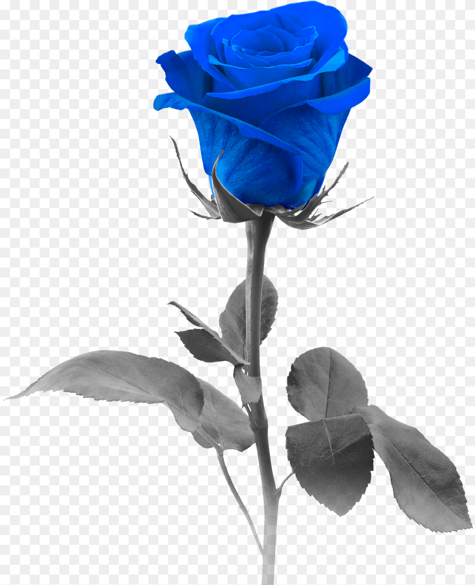Blue Rose Pic Rose With White Background, Flower, Plant, Petal Png Image