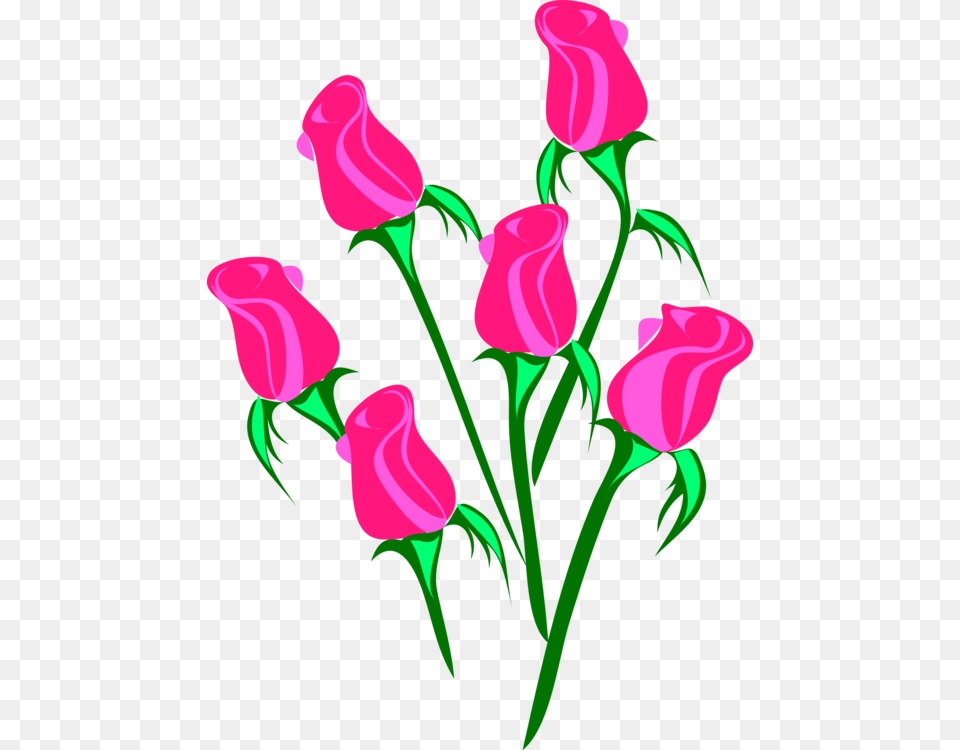 Blue Rose Pink Flowers Garden Roses, Flower, Plant, Art, Graphics Free Transparent Png