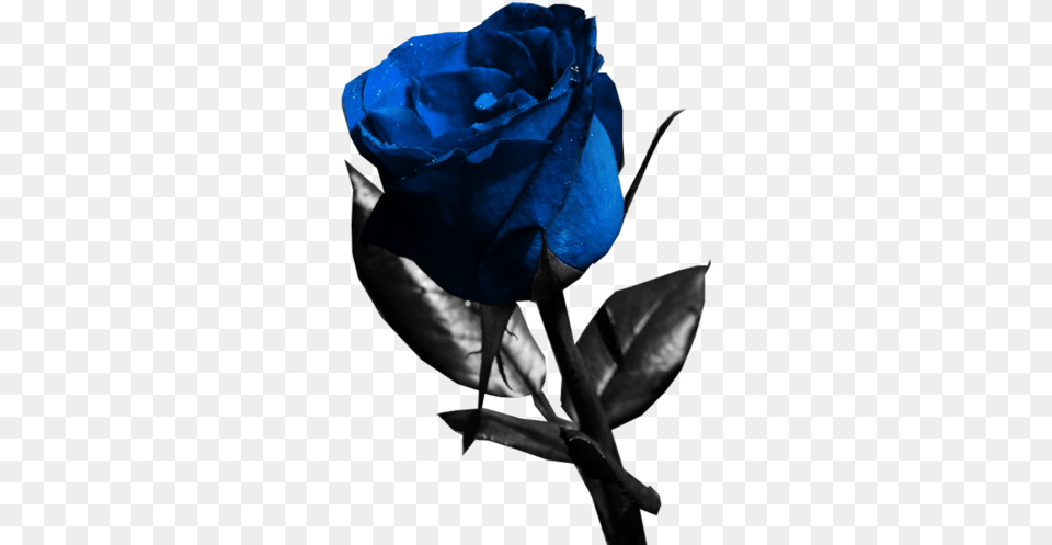 Blue Rose Psd, Flower, Plant, Adult, Female Free Transparent Png