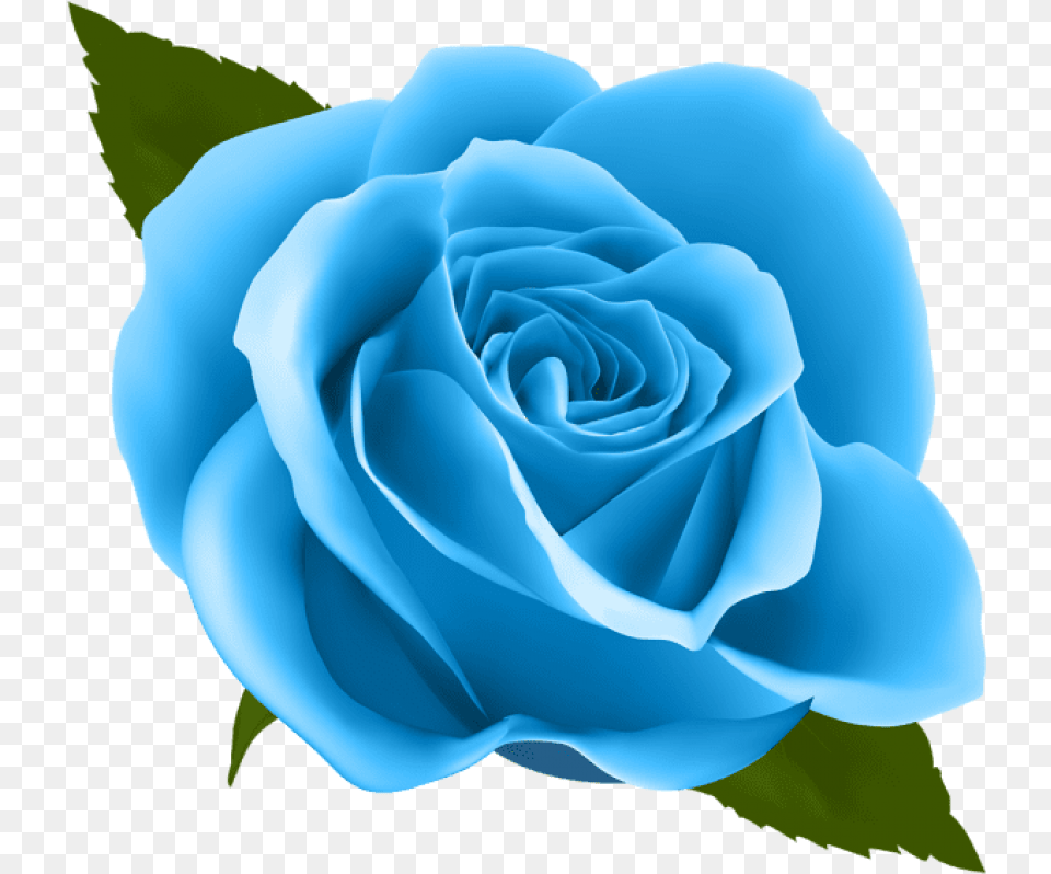 Blue Rose Transparent Background Blue Rose, Flower, Plant Png