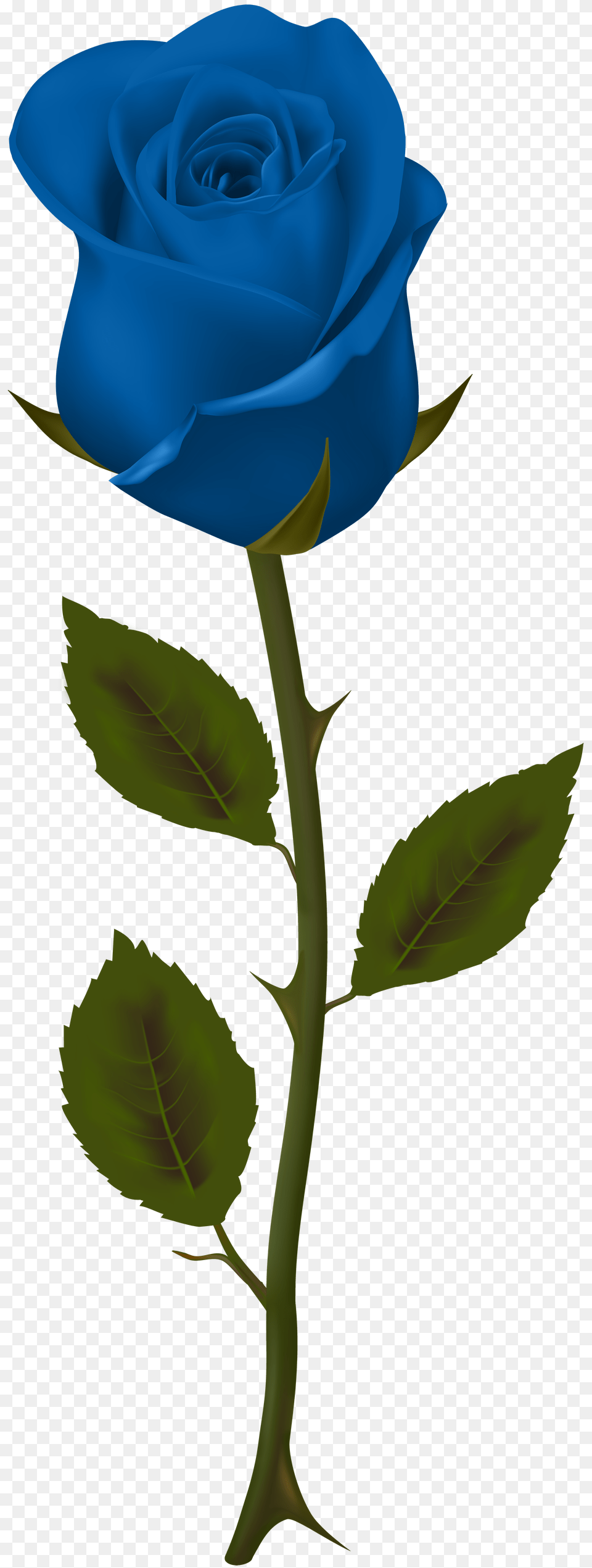 Blue Rose Transparent Clip, Flower, Plant, Adult, Female Free Png