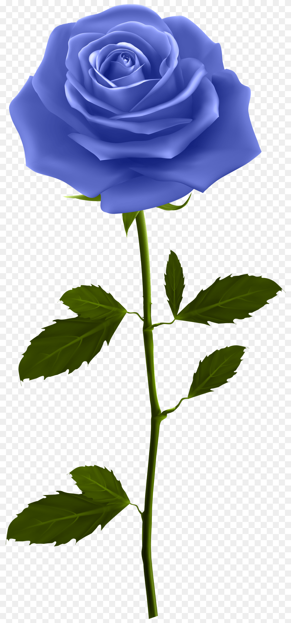 Blue Rose With Stem Clip Art, Flower, Plant, Adult, Female Png
