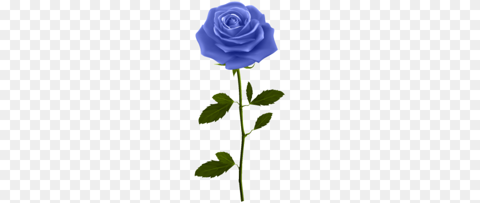 Blue Rose With Stem Clip Art Image, Flower, Plant, Person Free Transparent Png