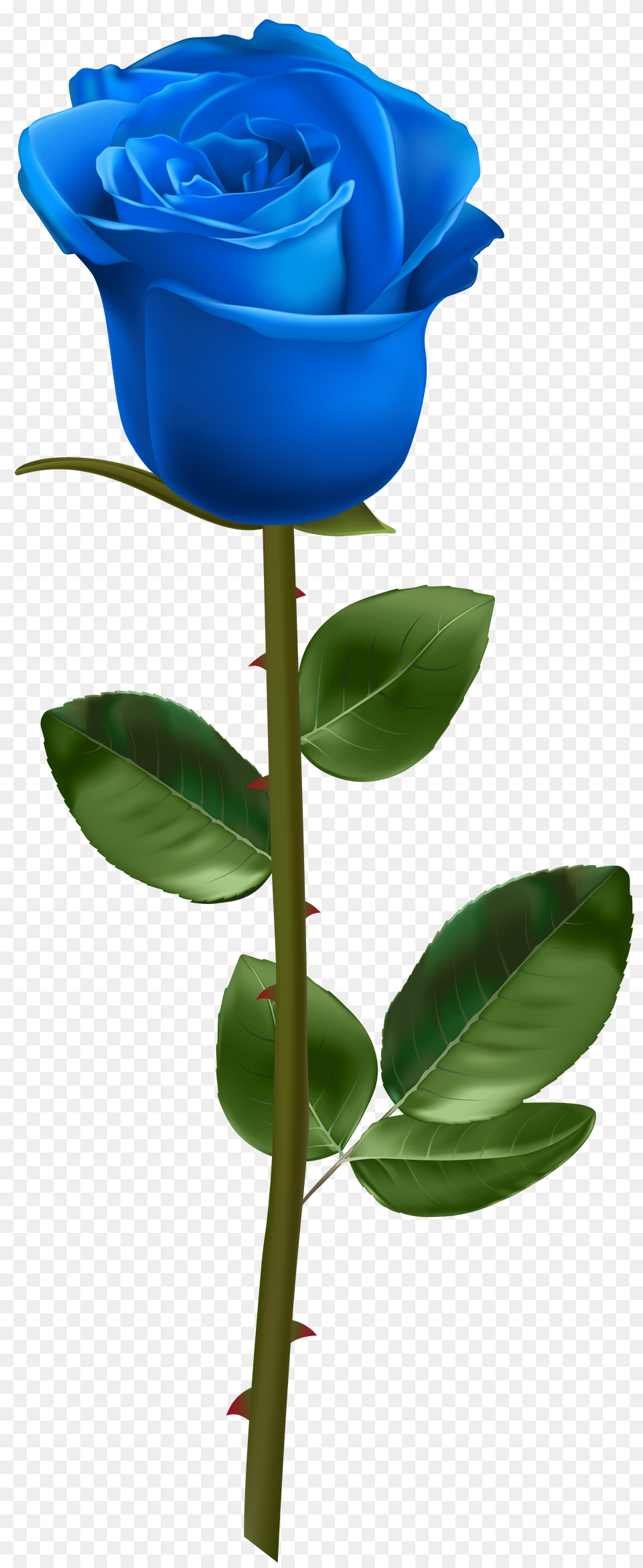 Blue Rose With Stem Transparent, Flower, Plant Free Png Download