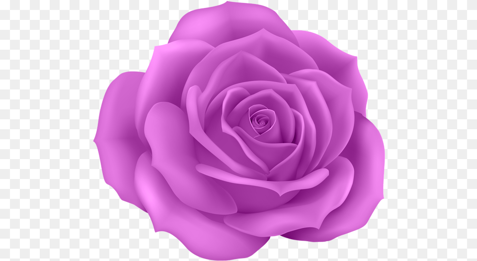 Blue Roses, Flower, Plant, Rose, Petal Png Image