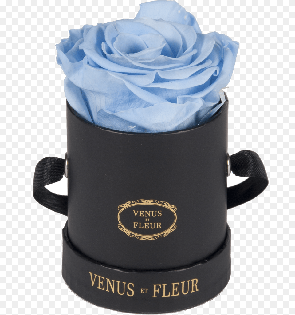 Blue Roses, Flower, Plant, Rose, Paper Free Png