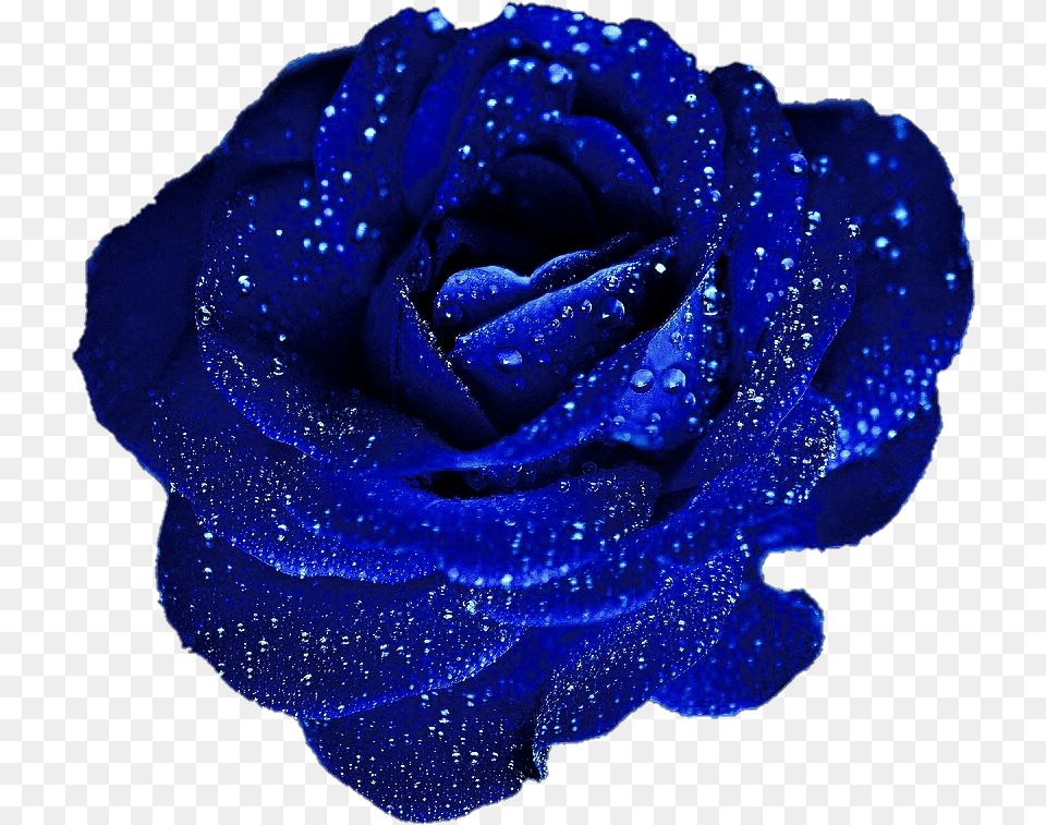 Blue Roses, Flower, Plant, Rose Free Transparent Png
