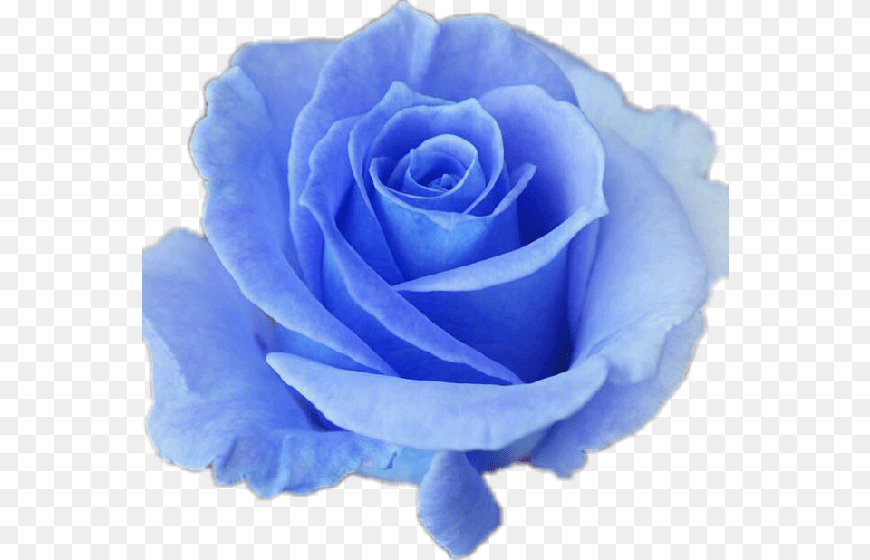 Blue Roses, Flower, Plant, Rose Png Image