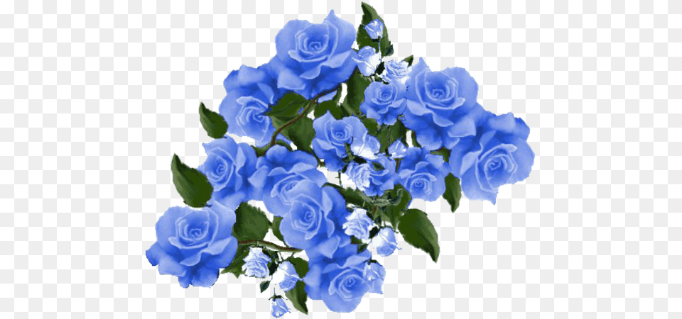 Blue Roses Blaue Blume Gif, Flower, Flower Arrangement, Flower Bouquet, Plant Free Png