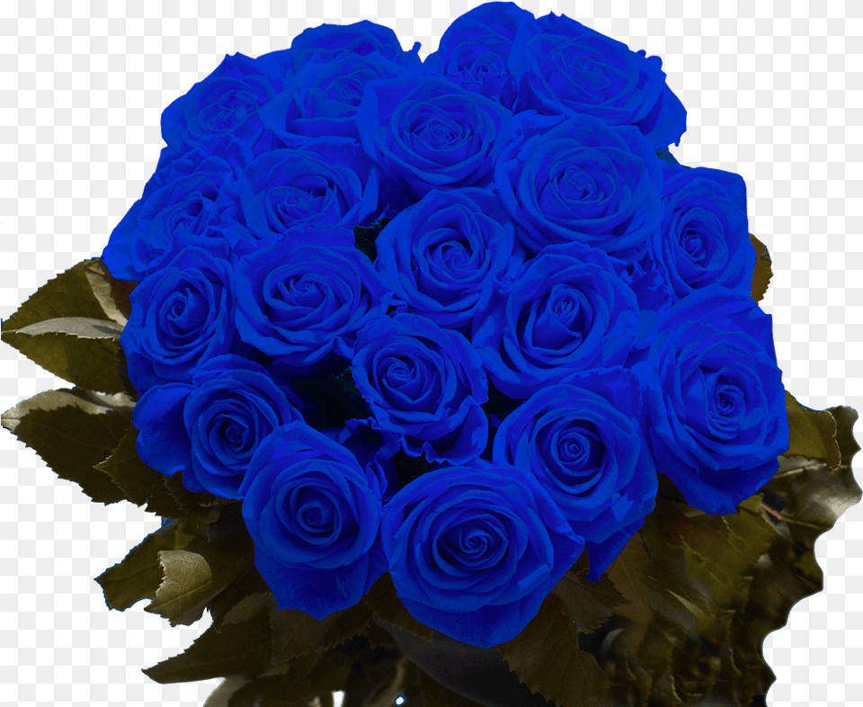 Blue Roses For Sale Next Day Delivery Blue Rose, Flower, Flower Arrangement, Flower Bouquet, Plant Free Png