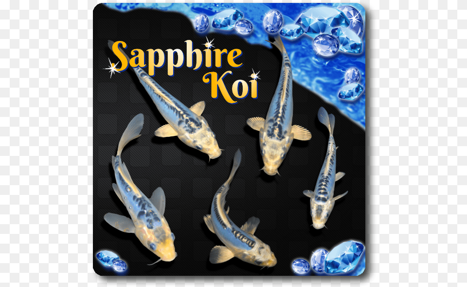 Blue Sapphire Koi, Animal, Fish, Sea Life, Aquatic Png Image