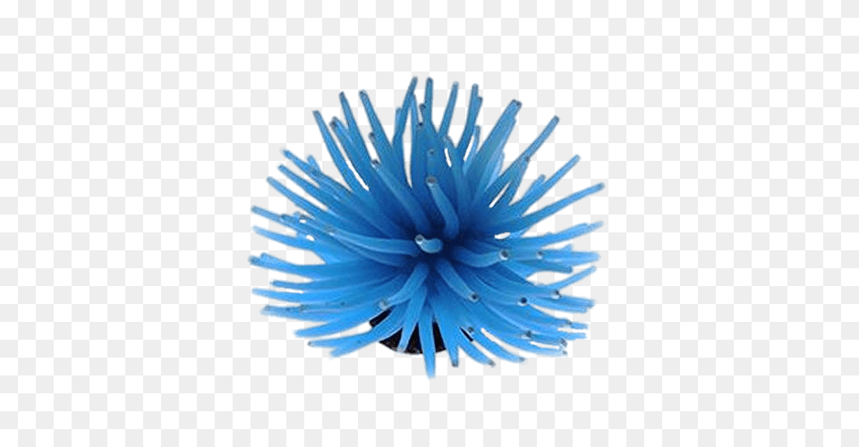 Blue Sea Anemone, Animal, Dahlia, Flower, Invertebrate Png Image