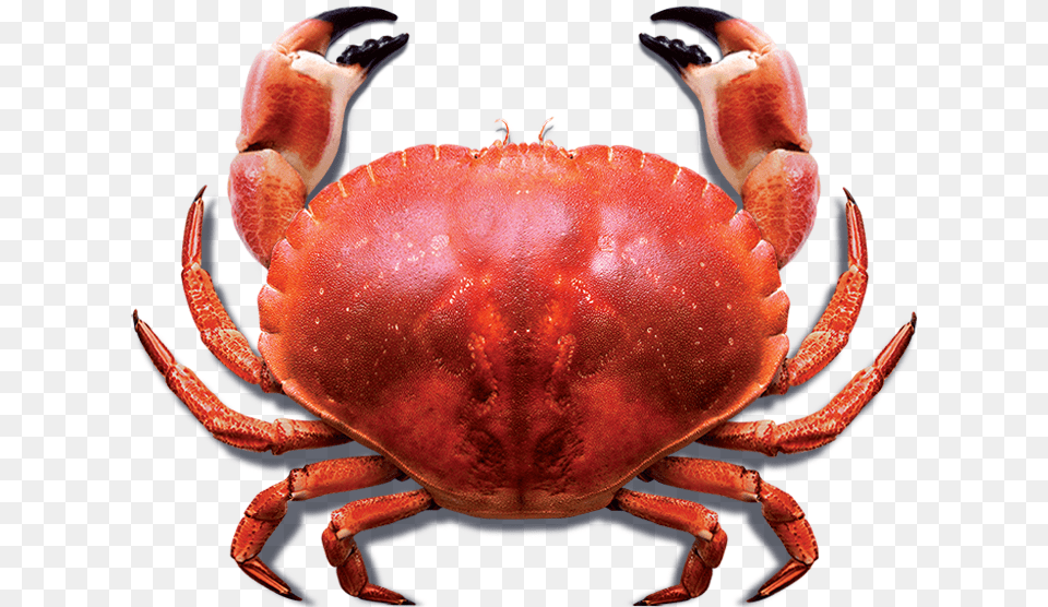 Blue Sea Crab Meat Guide, Food, Seafood, Animal, Invertebrate Free Transparent Png