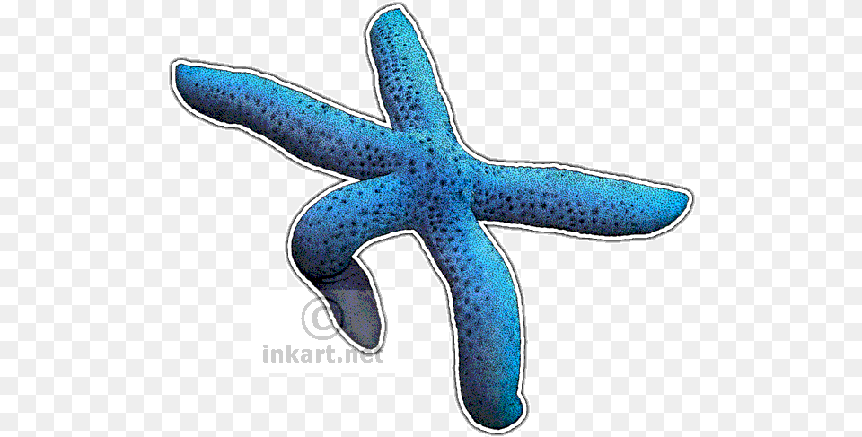 Blue Sea Star Decal Starfish Image With No Drawing, Animal, Invertebrate, Sea Life, Fish Png