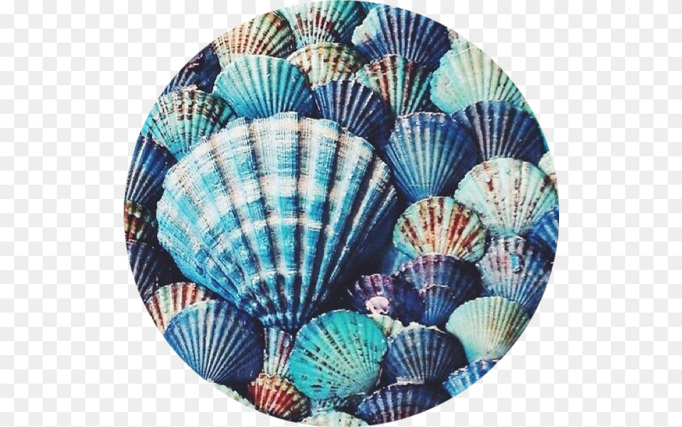 Blue Seashell Background, Animal, Clam, Food, Invertebrate Free Png Download