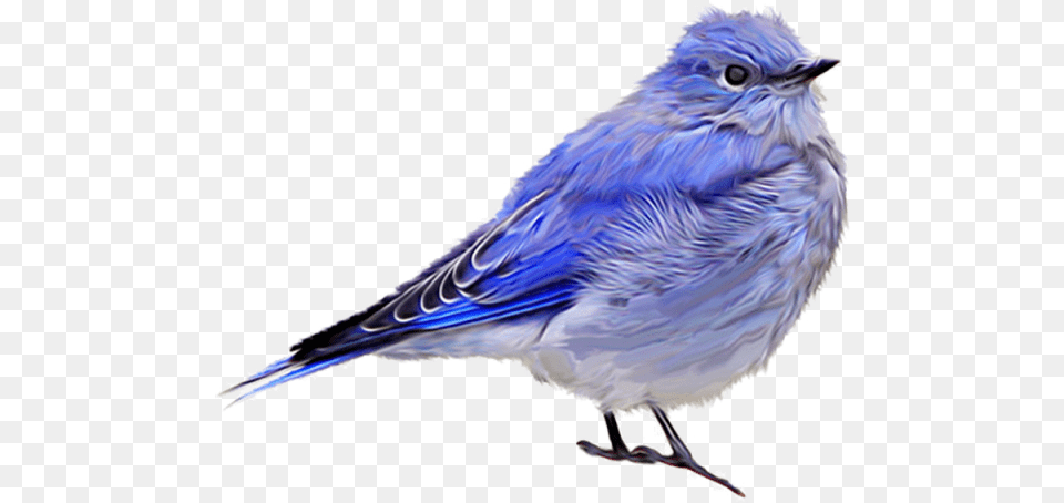 Blue Sparrow Download Clipart Bluebird, Animal, Bird, Blue Jay, Jay Free Png