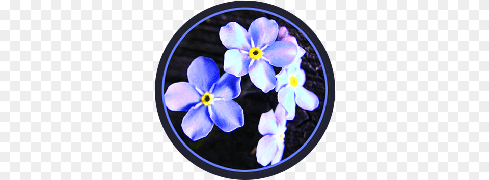 Blue Spring Flowers In Circle Blue, Anemone, Flower, Petal, Plant Free Transparent Png