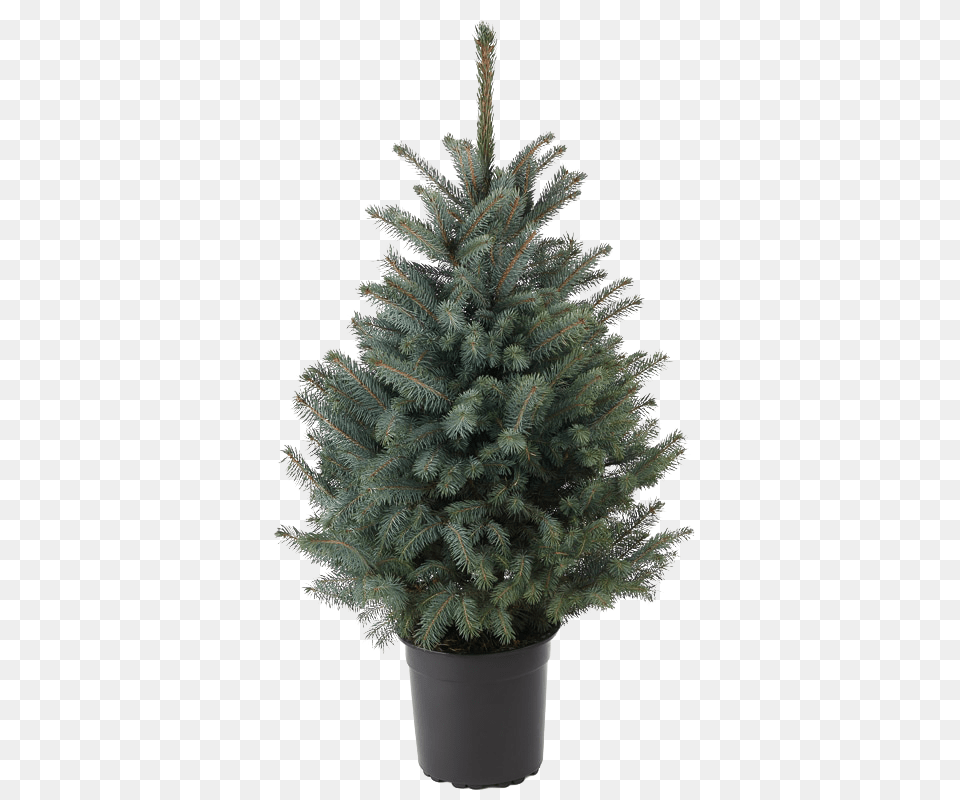 Blue Spruce Tree Potted Clip Art Library Houseplant, Conifer, Pine, Plant, Fir Png Image