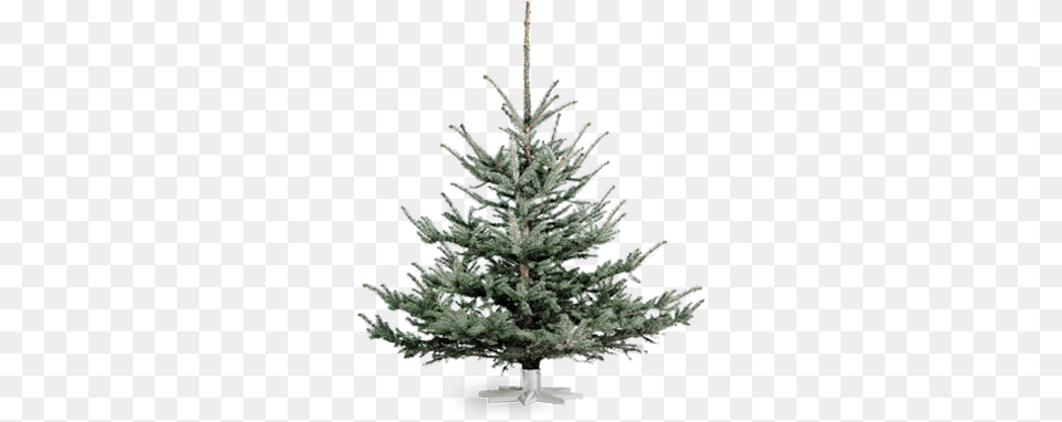 Blue Spruce Trsorter Juletr, Fir, Pine, Plant, Tree Free Transparent Png