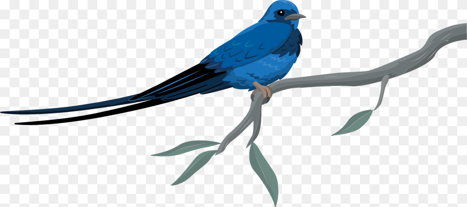 Blue Swallow Clipart, Animal, Bird, Jay Free Png