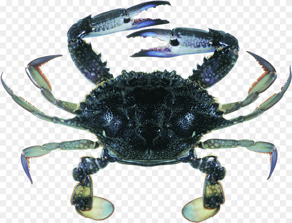 Blue Swimmer Crab, Animal, Food, Invertebrate, Sea Life Free Png Download