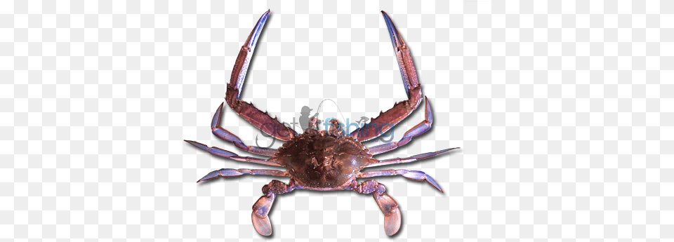 Blue Swimmer Crab Chesapeake Blue Crab, Food, Seafood, Animal, Invertebrate Png Image