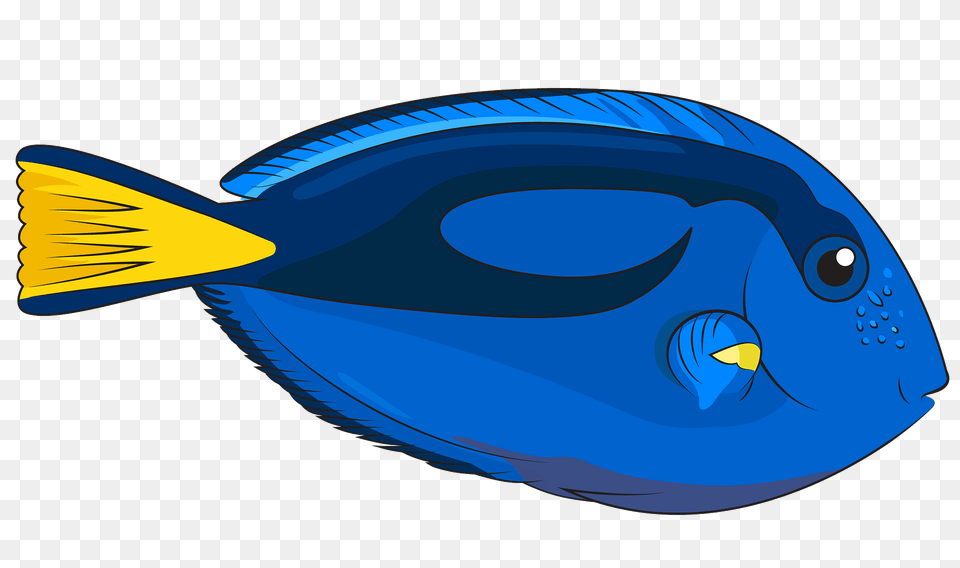 Blue Tang Clipart, Animal, Fish, Sea Life, Surgeonfish Png Image