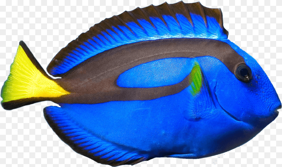 Blue Tang Fish, Animal, Sea Life, Surgeonfish Png Image