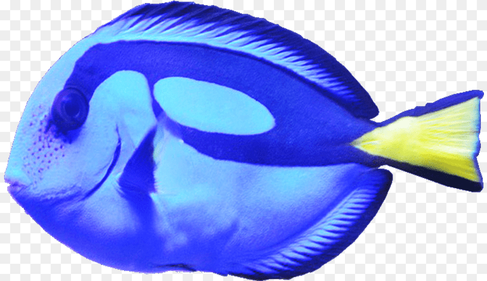Blue Tang Fish Fish, Animal, Sea Life, Surgeonfish Free Transparent Png