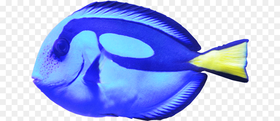 Blue Tang Fish Image Coral Reef Fish, Animal, Sea Life, Surgeonfish Free Png