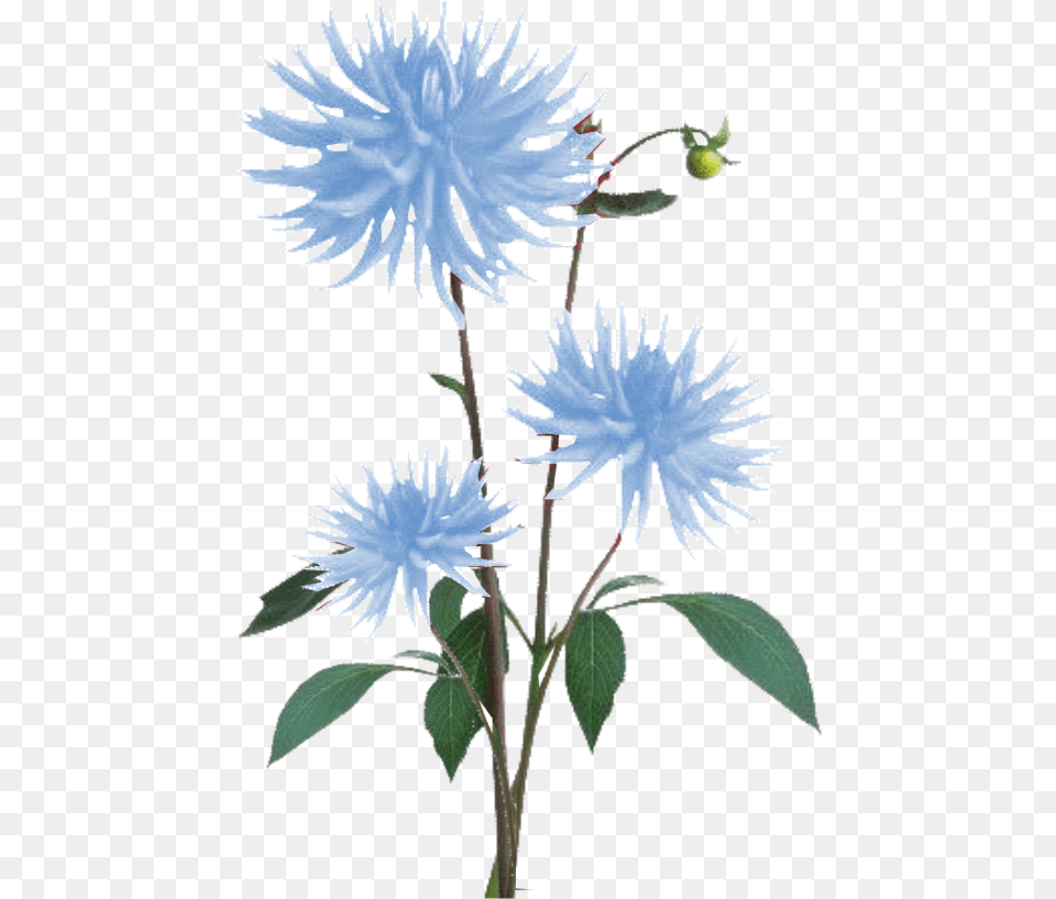 Blue Texture, Dahlia, Flower, Leaf, Plant Png