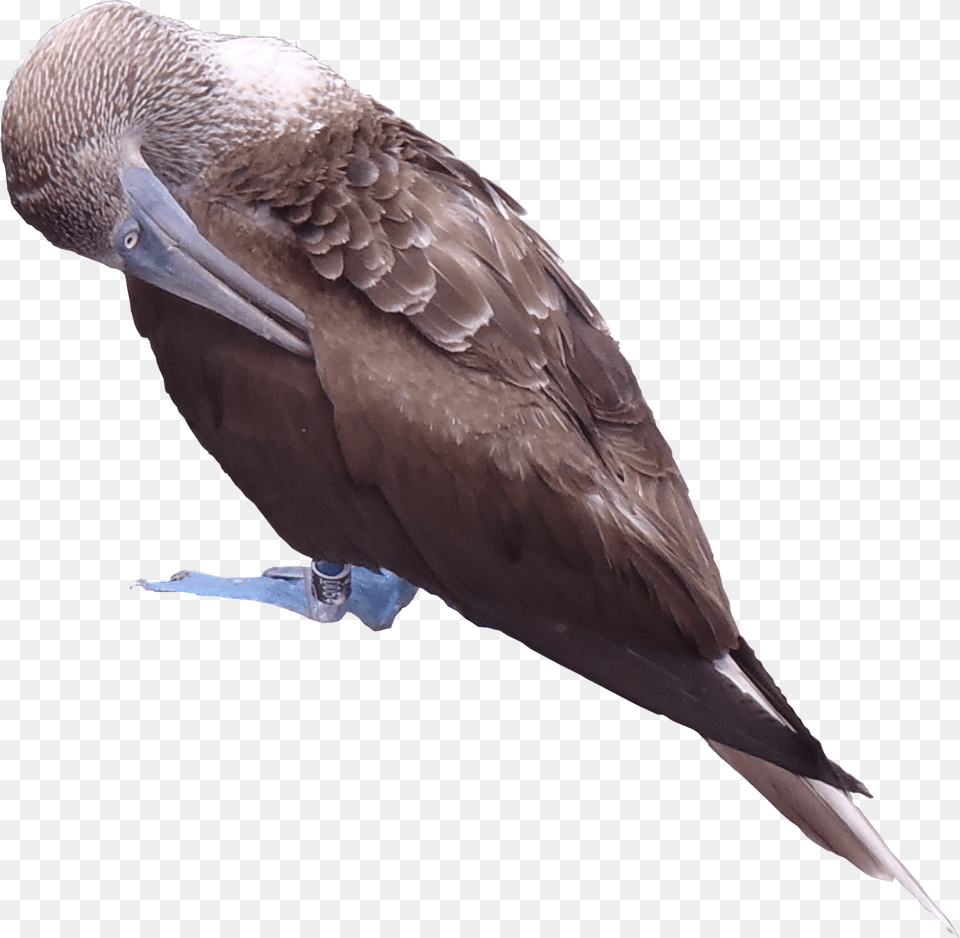 Blue Texture, Animal, Bird, Booby Png Image