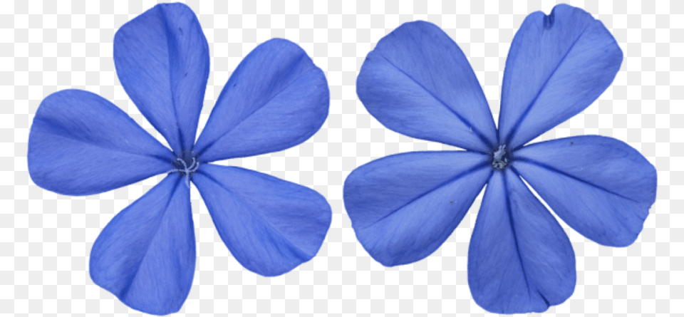 Blue Texture, Flower, Geranium, Petal, Plant Free Transparent Png