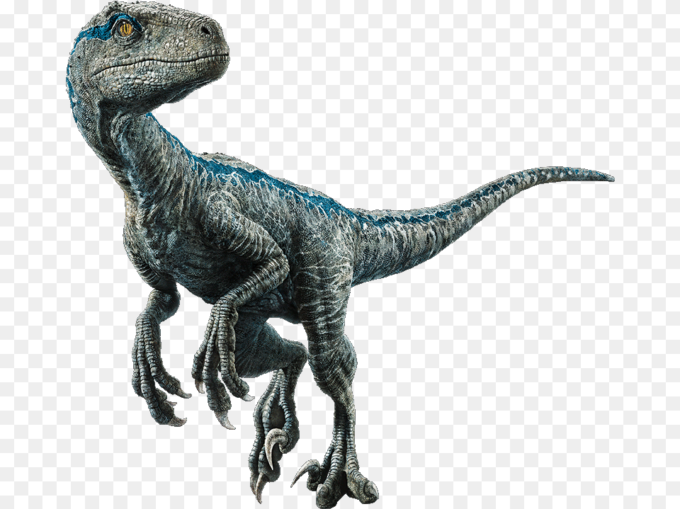 Blue The Velociraptor V4 By Sonichedgehog2 On Jurassic World Blue, Animal, Dinosaur, Reptile, T-rex Free Png Download