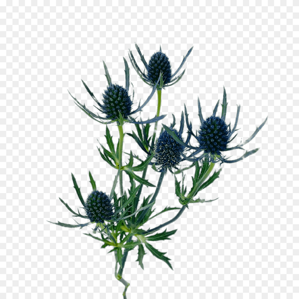 Blue Thistle, Flower, Plant, Apiaceae Png