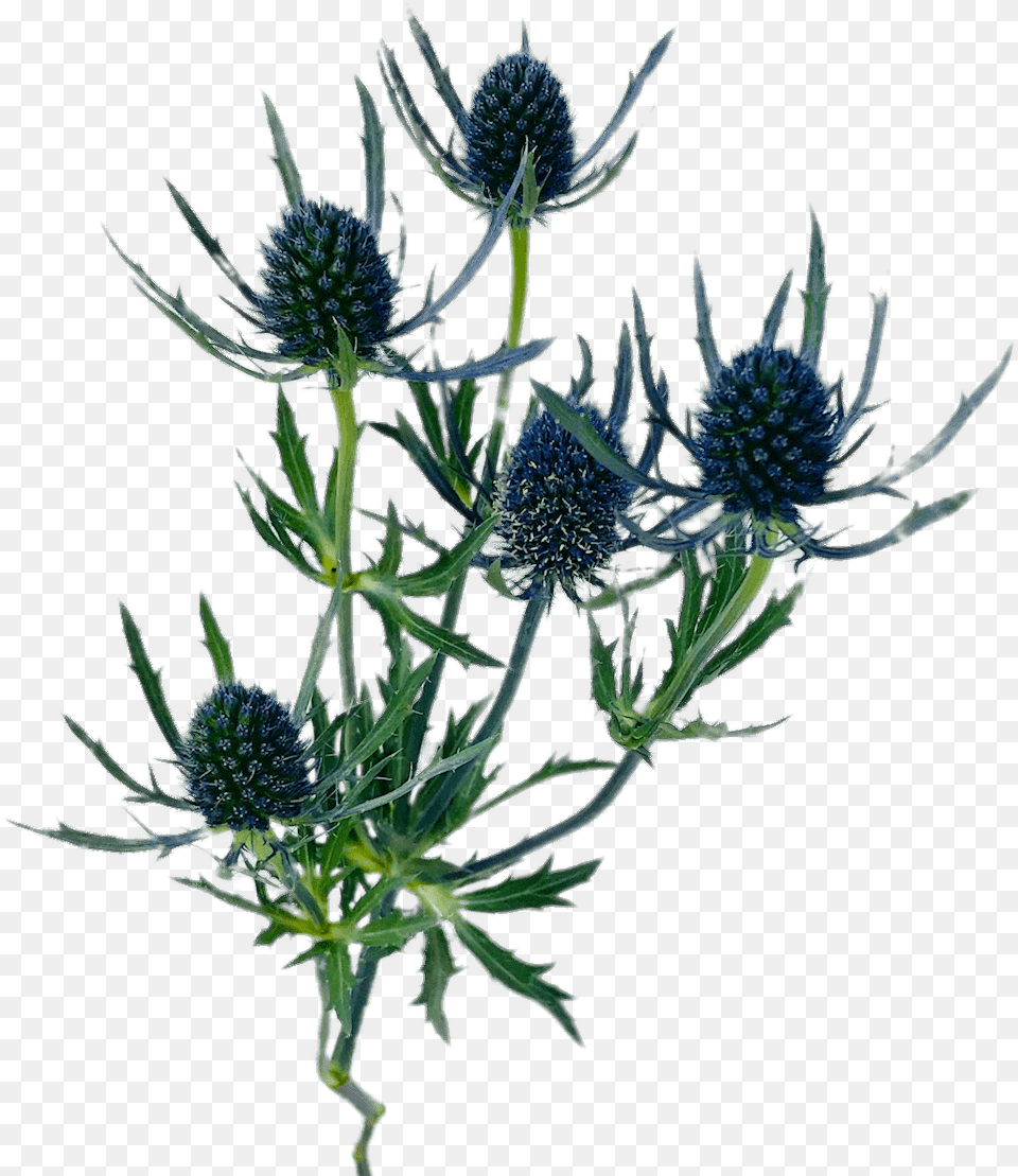 Blue Thistle Blue Thistle, Flower, Plant, Apiaceae Png