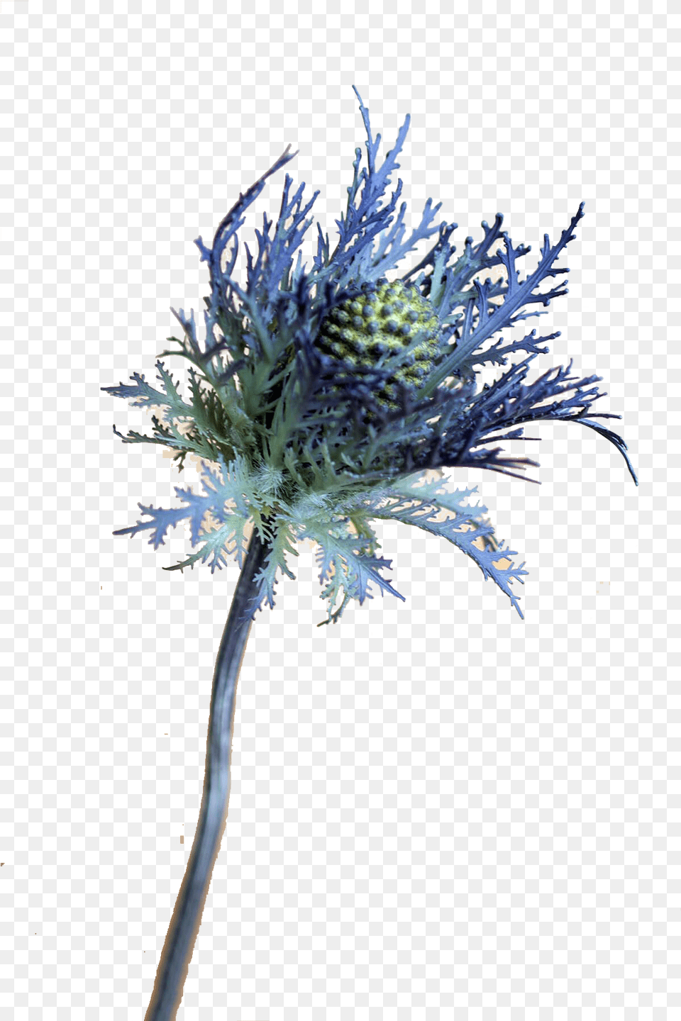 Blue Thistle Flowers Download, Flower, Plant, Ice, Apiaceae Free Transparent Png