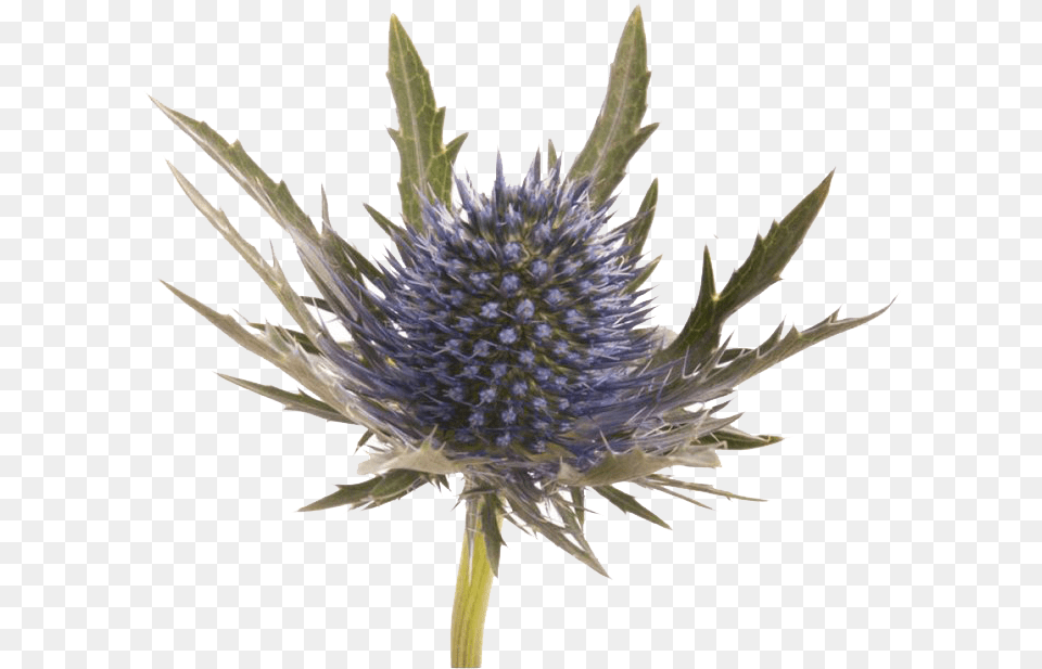 Blue Thistle Flowers File, Flower, Plant, Apiaceae Png Image