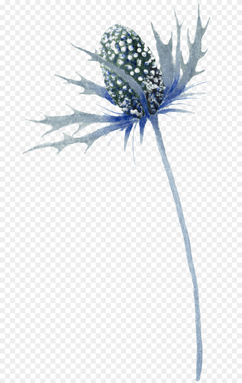 Blue Thistle Flowers Photo, Flower, Plant, Apiaceae, Anemone Png Image