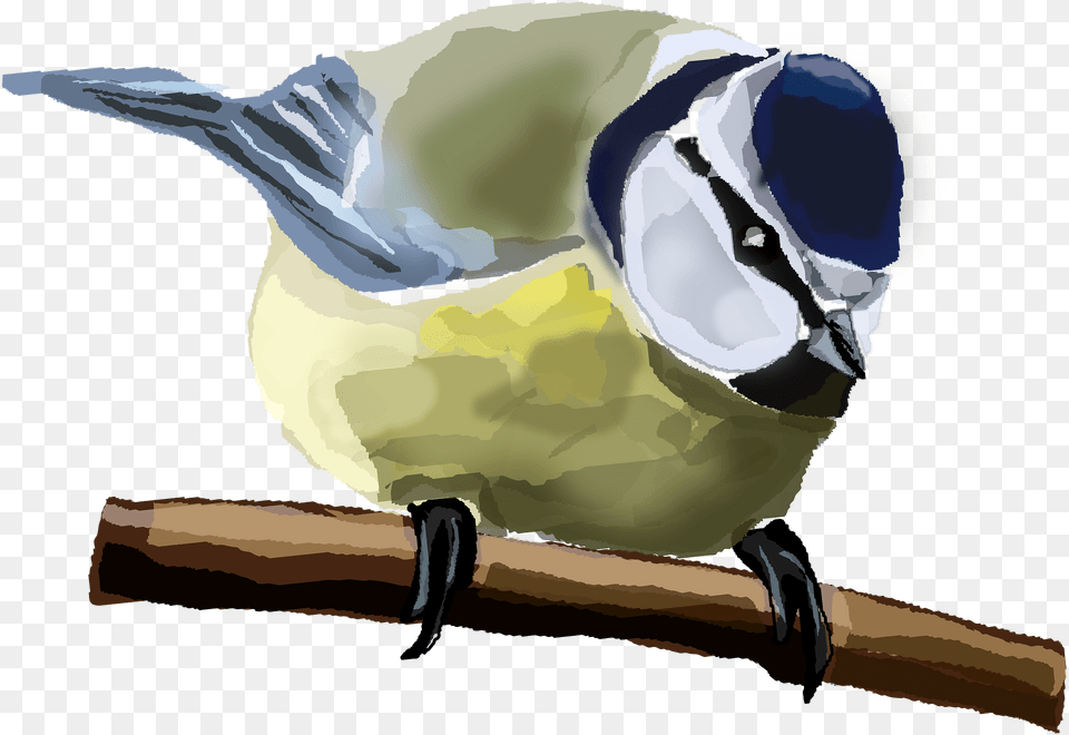 Blue Tit Clipart, Animal, Jay, Bird, Finch Free Transparent Png