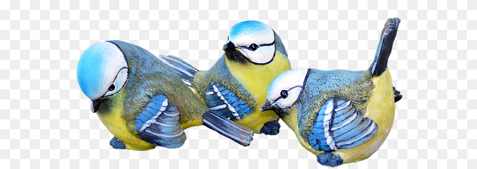 Blue Tits Animal, Bird, Jay, Bluebird Free Transparent Png