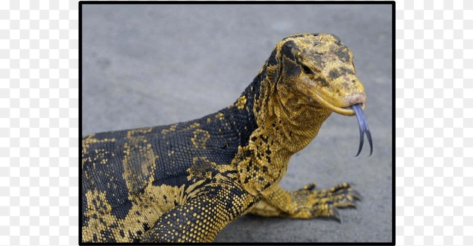 Blue Tongue Monitor Lizard, Animal, Reptile, Electronics, Hardware Free Png Download